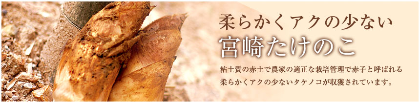 宮崎たけのこ