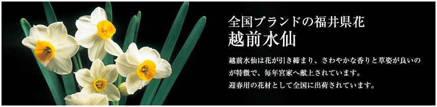 越前水仙